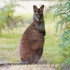 Klokan rudokrky - Macropus rufogriseus - Bennett's wallaby 5484
